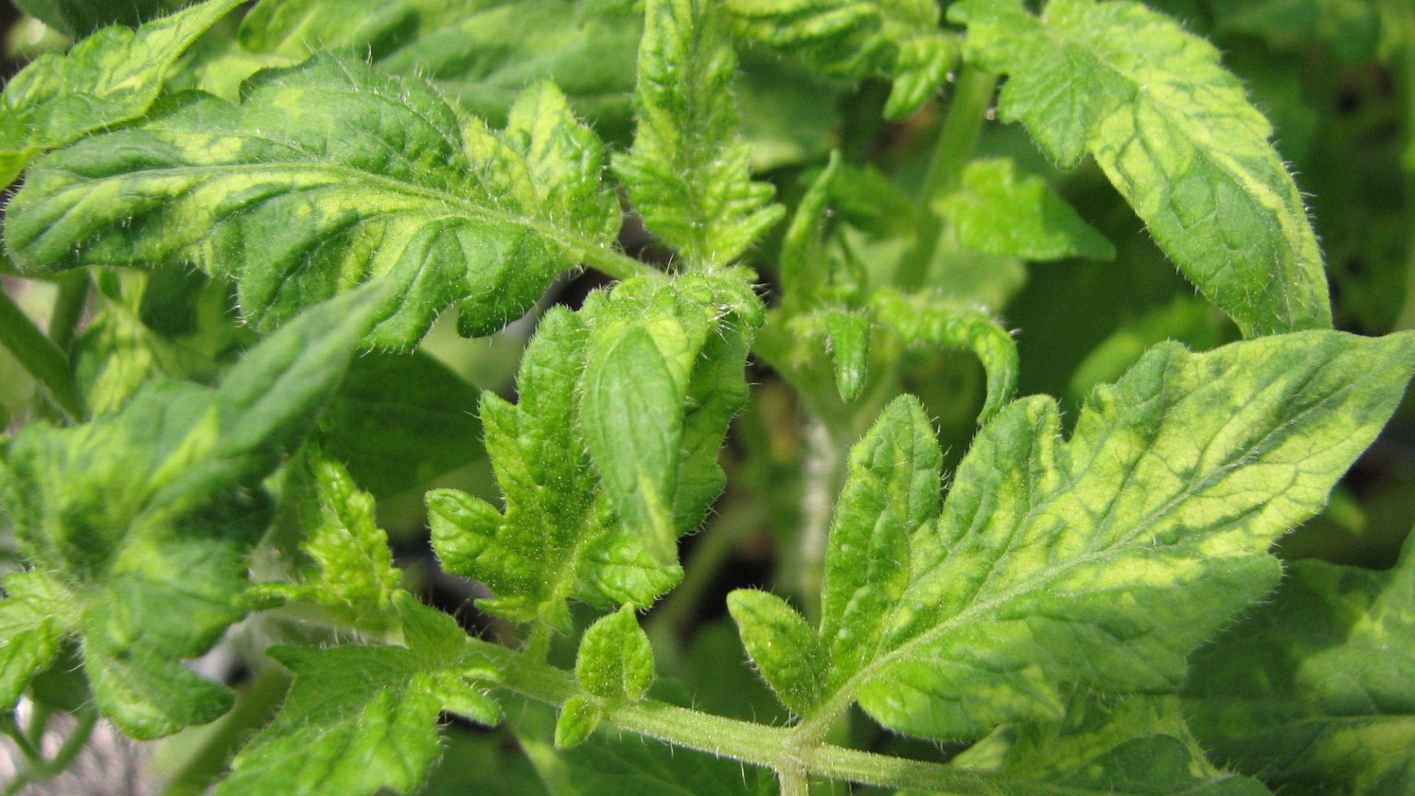 Mosaic virus on tomato leaves