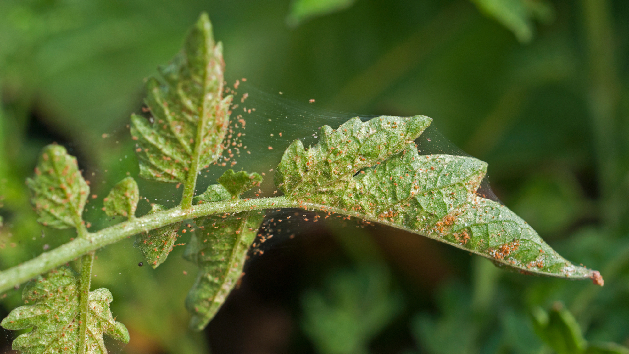 Spider mite infestation on tomato plant