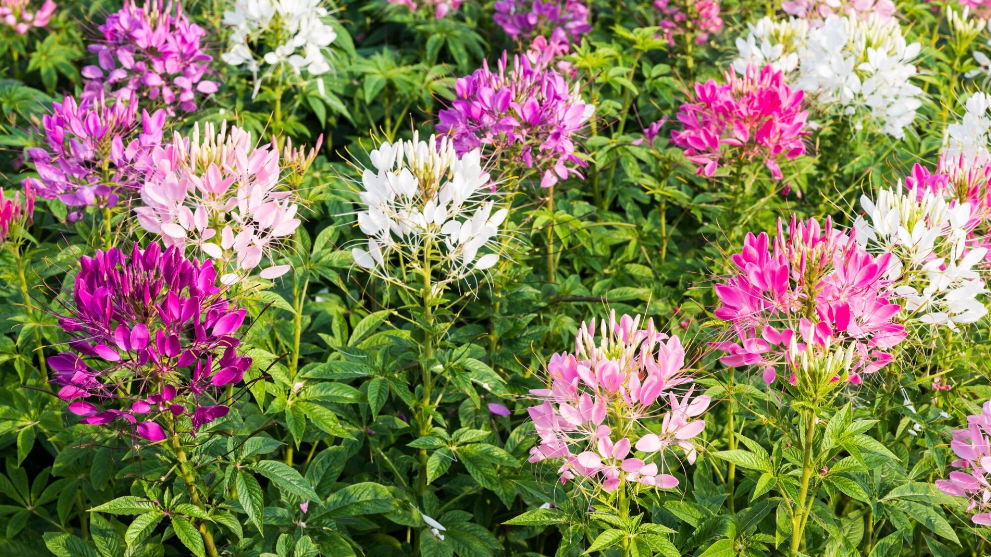 cleome flower