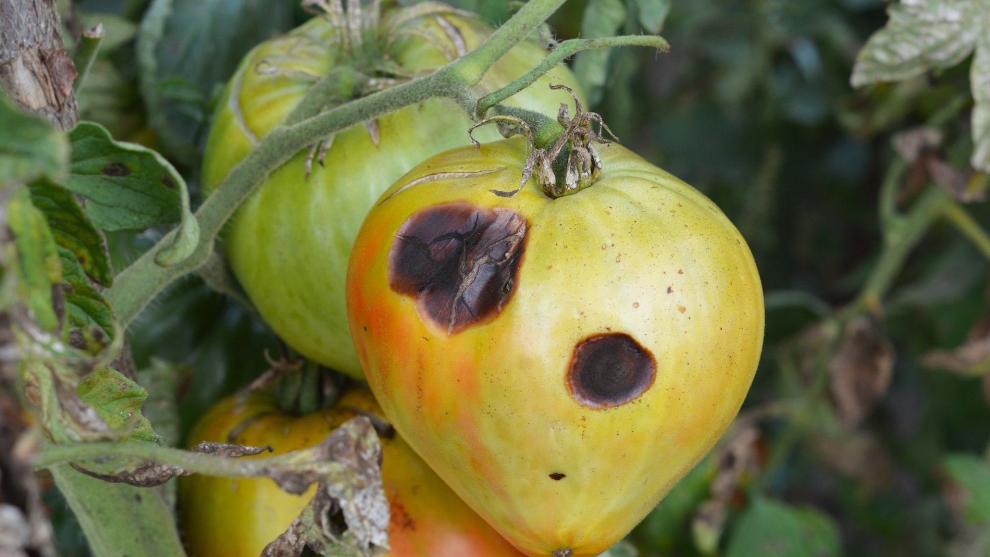 Anthracnose fungus on tomatoes