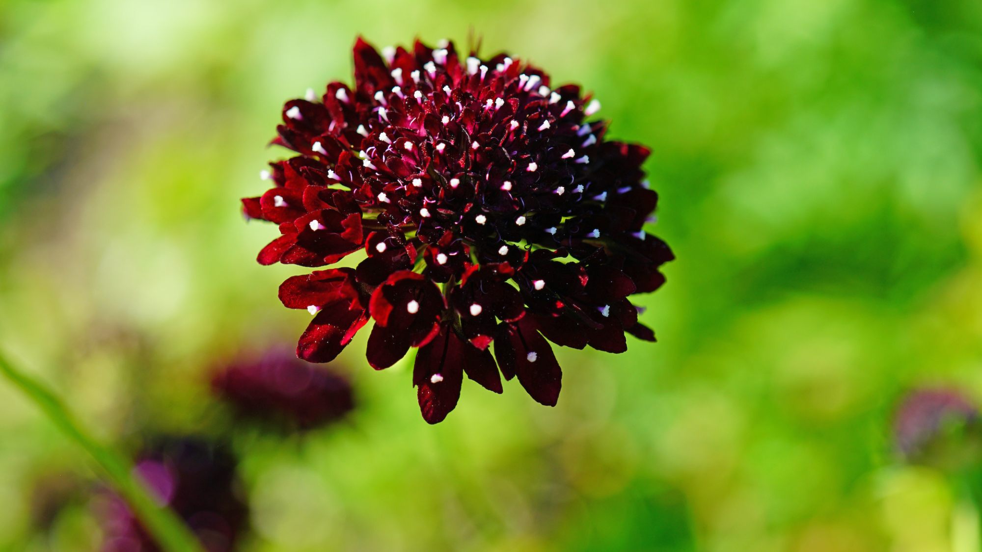 scabiosa in garden